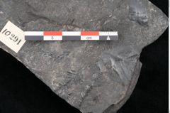 Foto (Detailansicht) von Taeniopteris pseudosimplex Ettingshausen (NHMW-GEO-2024-0188-10291)